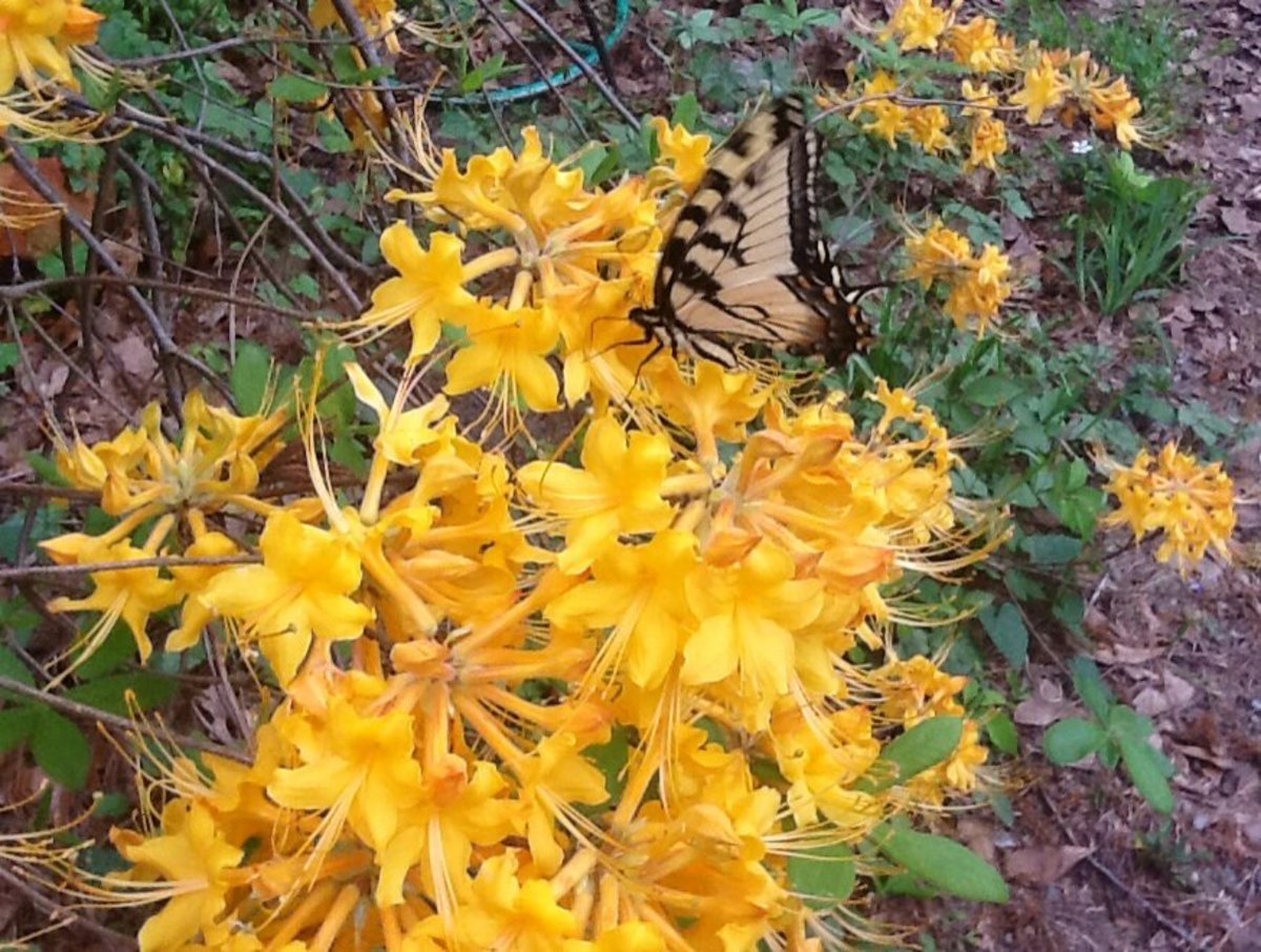 Shade Shrubs Bushes That Don't Need Sun Dengarden