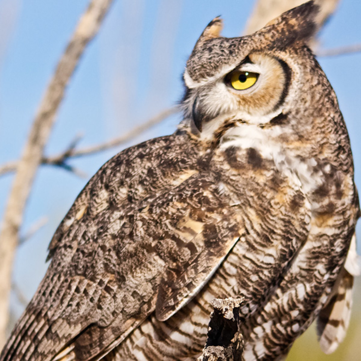 Facts About Great Horned Owls HubPages