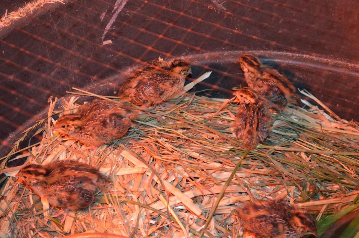 How to Raise Quail on an Urban Farm
