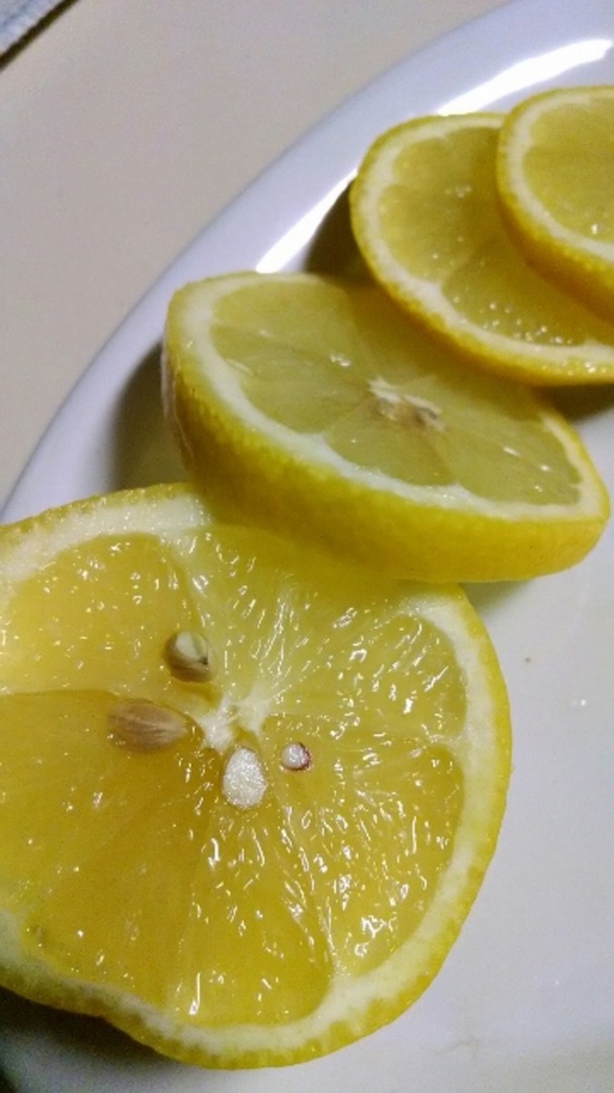 Growing a Lemon Tree From Seeds at Home HubPages