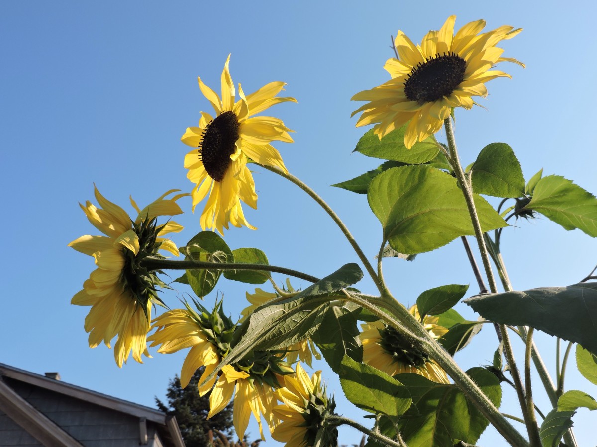 Growing Sunflowers From Seed HubPages