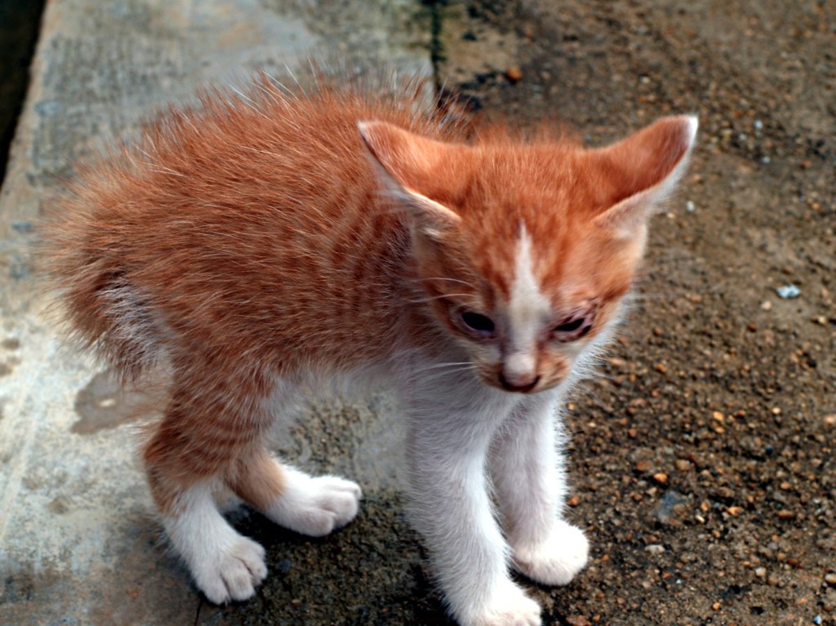 Why Do Pet Cats Attack Their Owners? PetHelpful