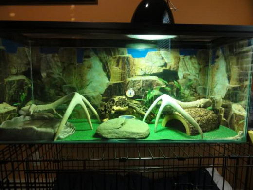 raising a Bearded Dragon hubpages