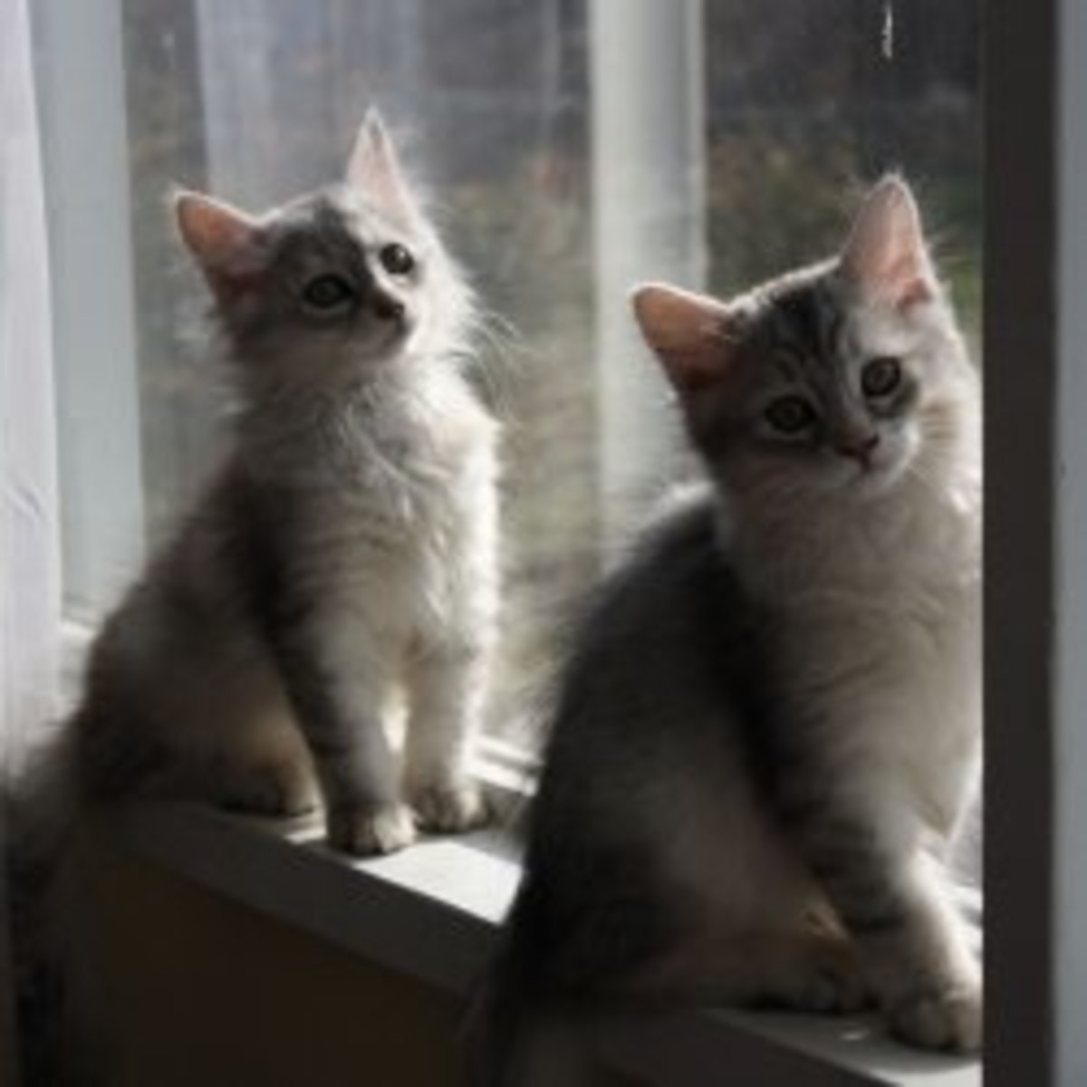 Life With Siberian Cats My Experience With Adoption PetHelpful