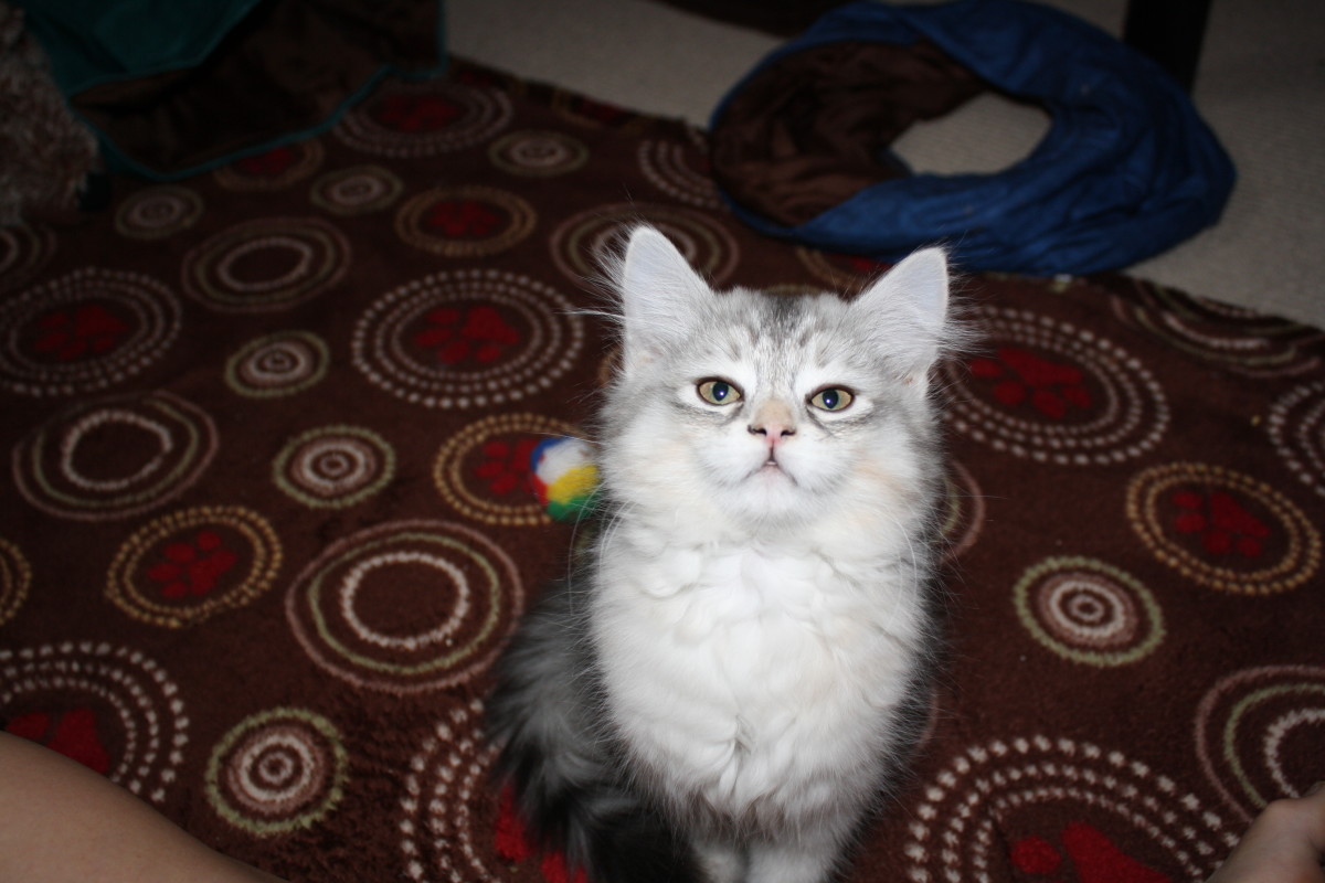 Life With Siberian Cats My Experience With Adoption PetHelpful