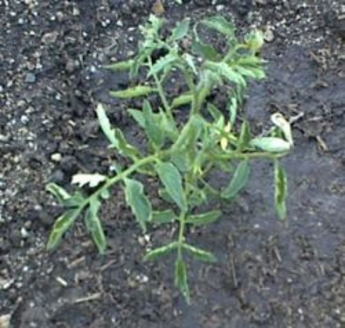 My Tomatoes Were Hit by a late Frost in April HubPages
