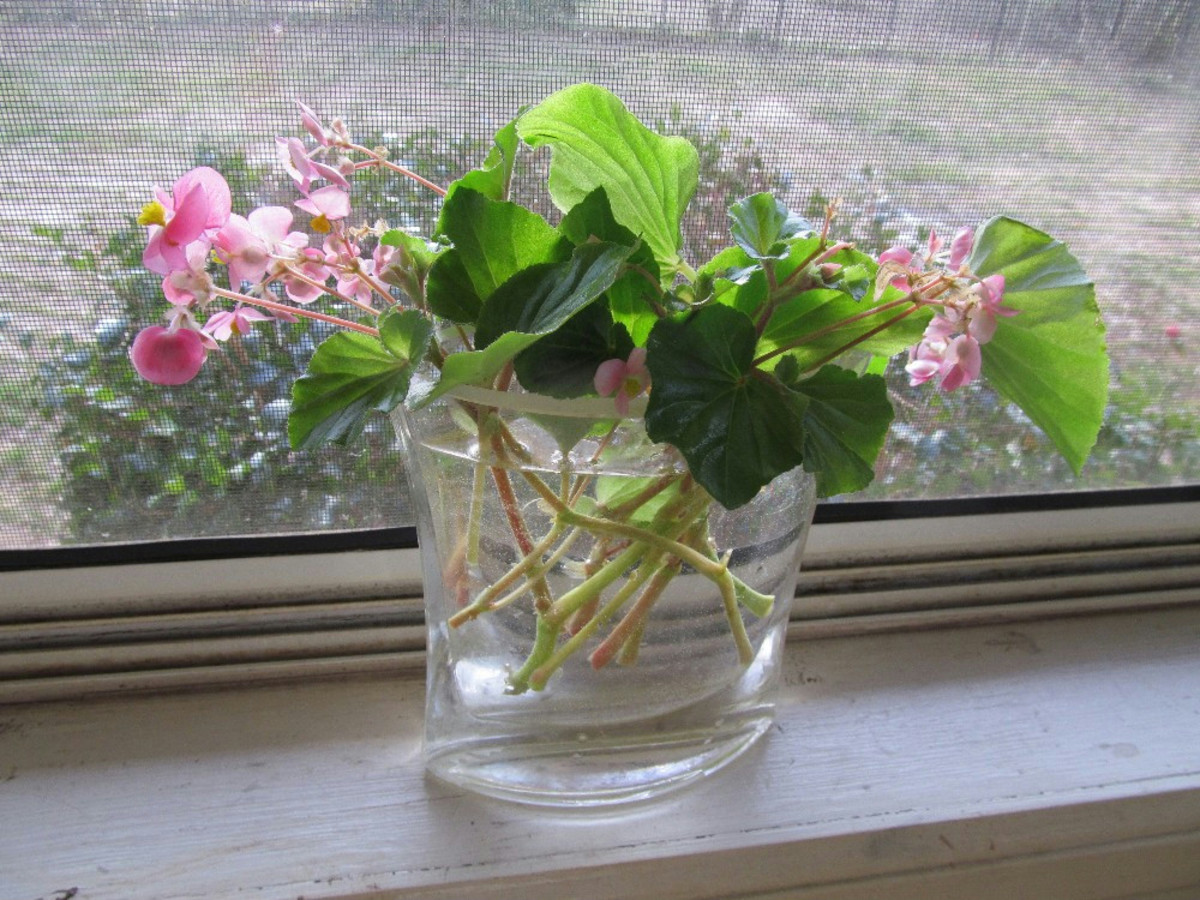Angel Wing Begonia