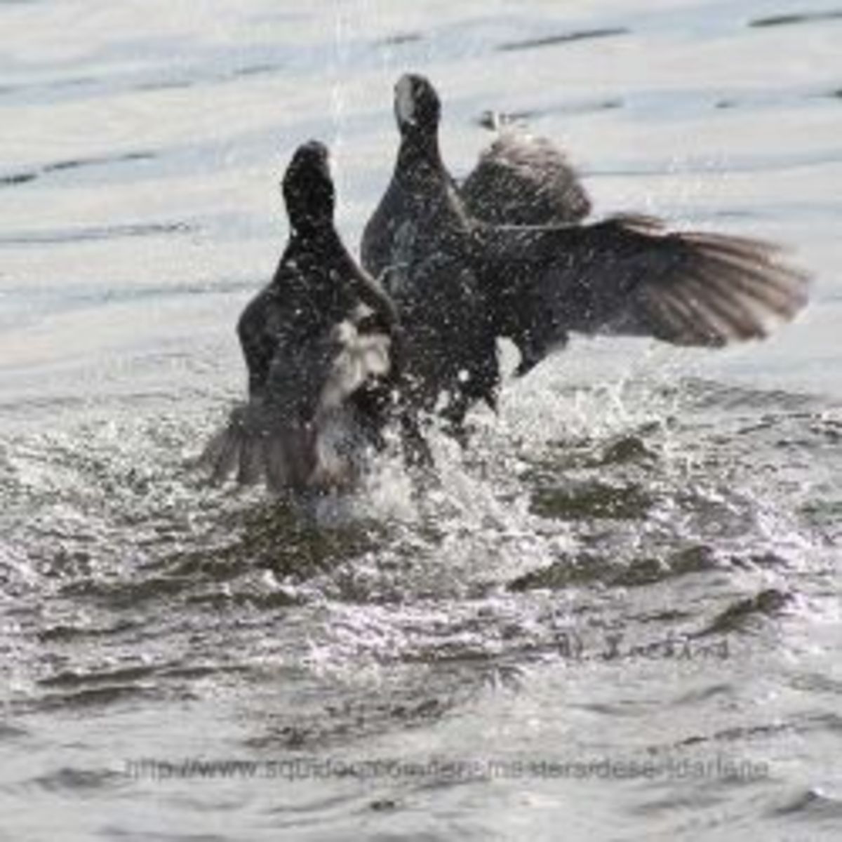 The Interesting and Aggressive American Coot HubPages