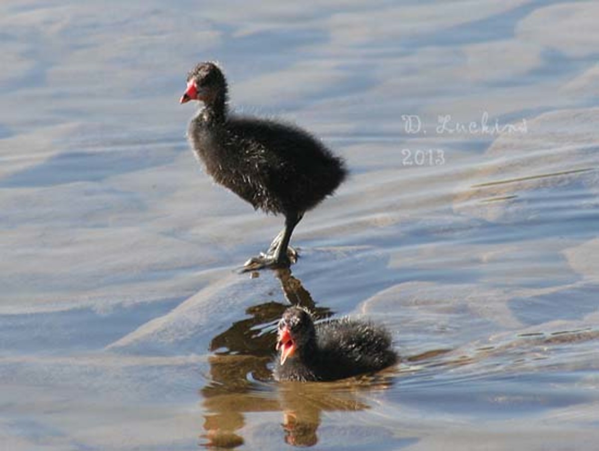 The Interesting and Aggressive American Coot HubPages