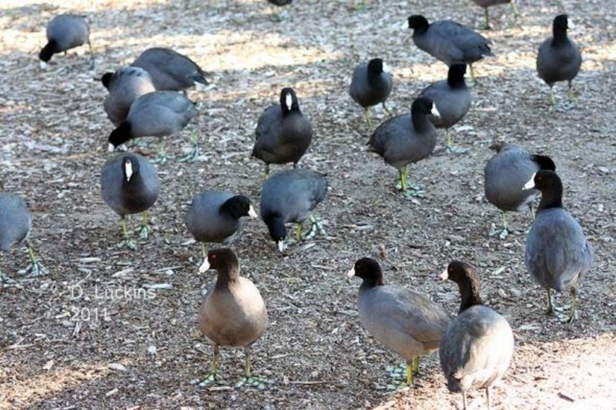 The Interesting and Aggressive American Coot HubPages