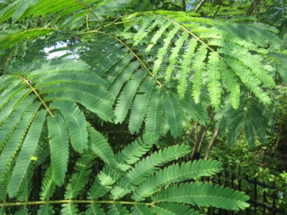 The Mimosa Tree HubPages