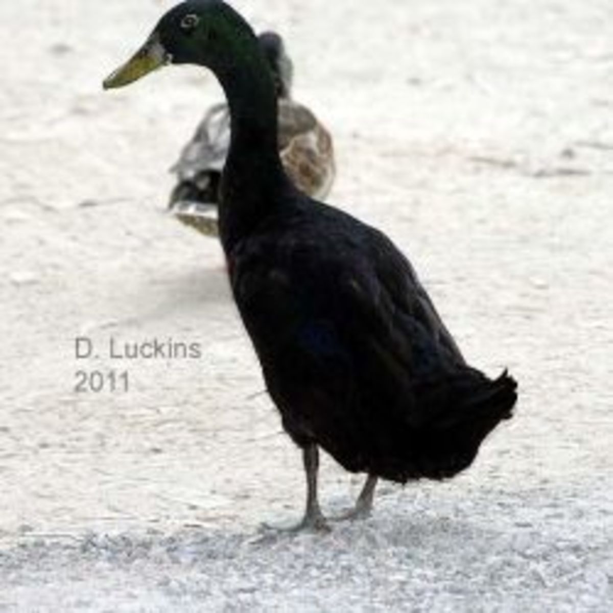 Popular Domestic Duck Breeds HubPages