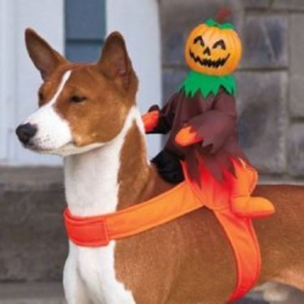 Halloween Dog Rider Costumes