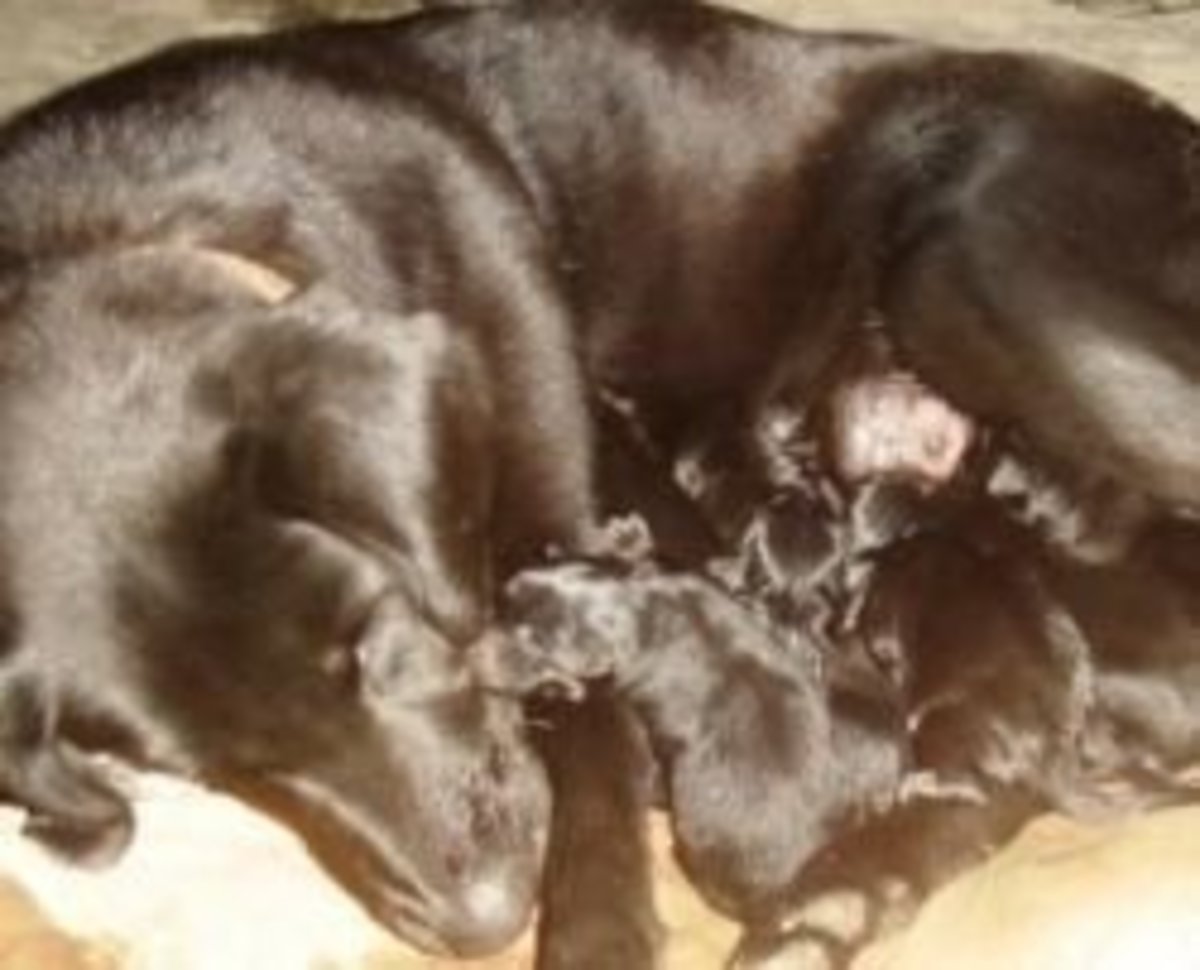 How to Help Your Dog Give Birth PetHelpful