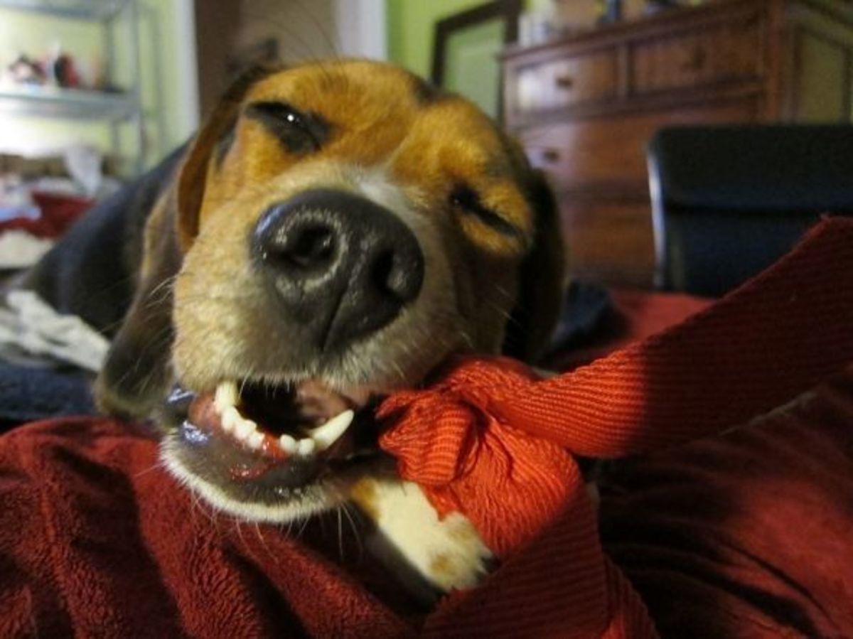 Great Toys for Beagles PetHelpful