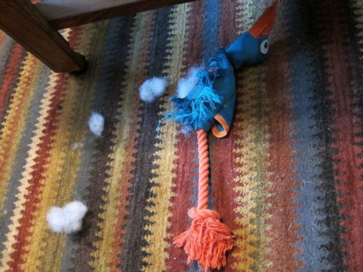 Great Toys for Beagles PetHelpful