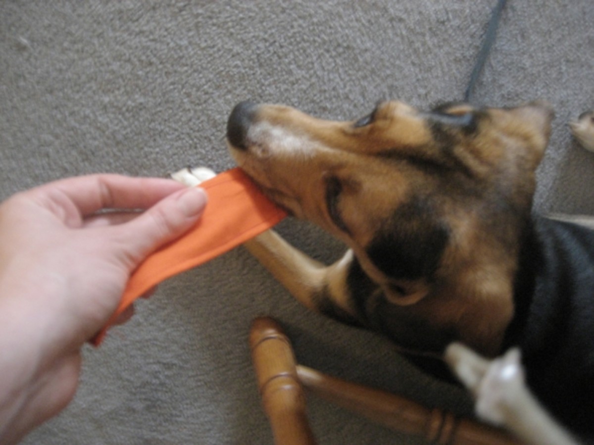 Great Toys for Beagles PetHelpful