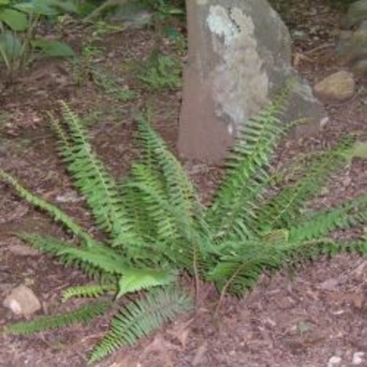 Native New England Plants In Our Woodland Garden HubPages