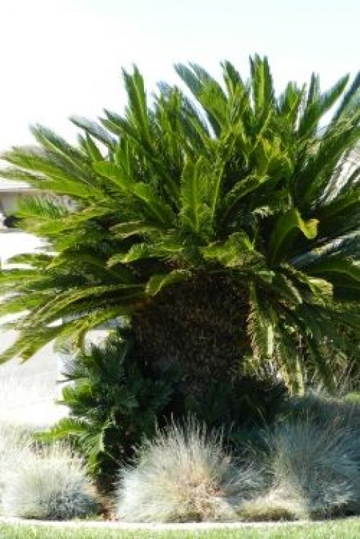 10 Reasons Not to Plant the Sago Palm | Dengarden