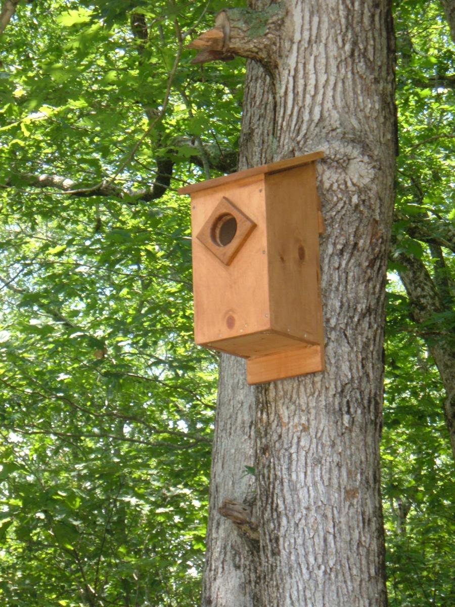 Screech Owl House Plans How to Build a Screech Owl Box