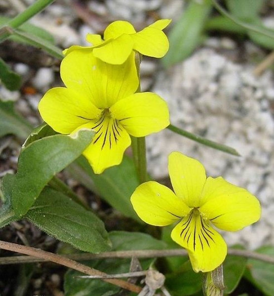 Violets, One Of The First Signs Of Spring HubPages