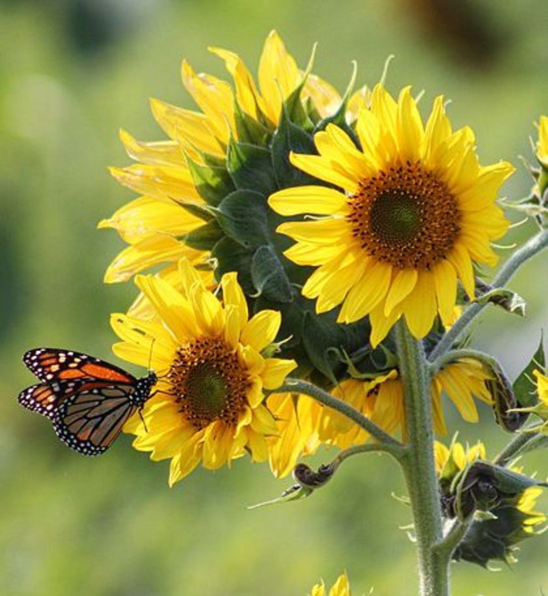 Sunflower Symbolism and Meaning HubPages