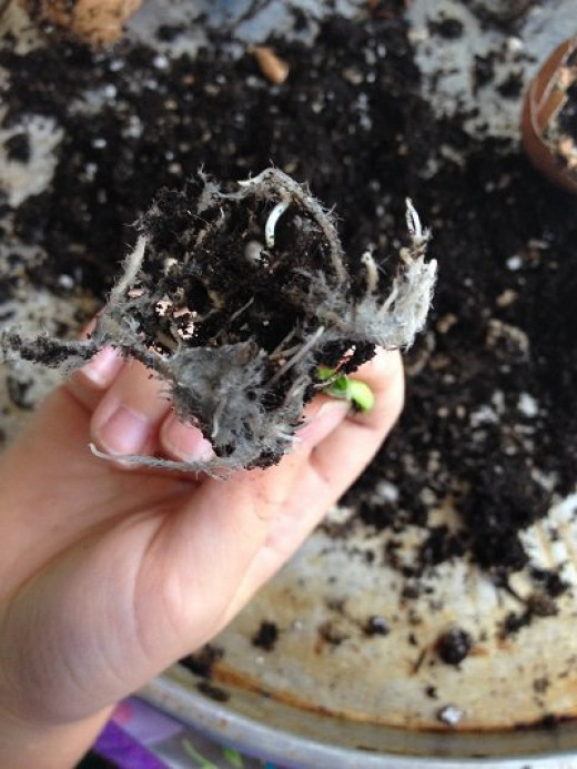 How a Seed GrowsLearning to garden