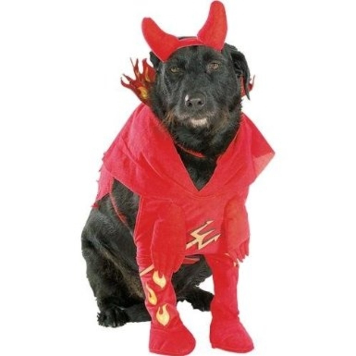 Big Dog Costumes On Parade HubPages