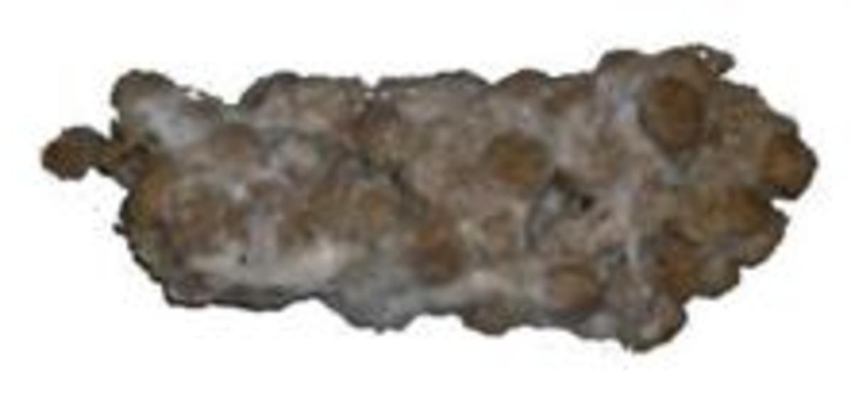 My Dog Has Megaesophagus HubPages