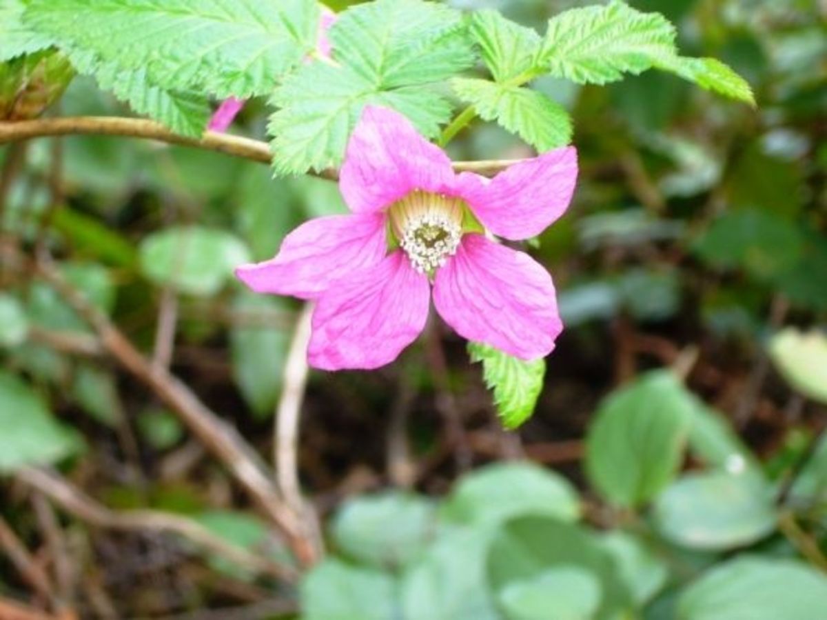 The Joys of the Salmonberry A Pacific Northwest Native Shrub HubPages