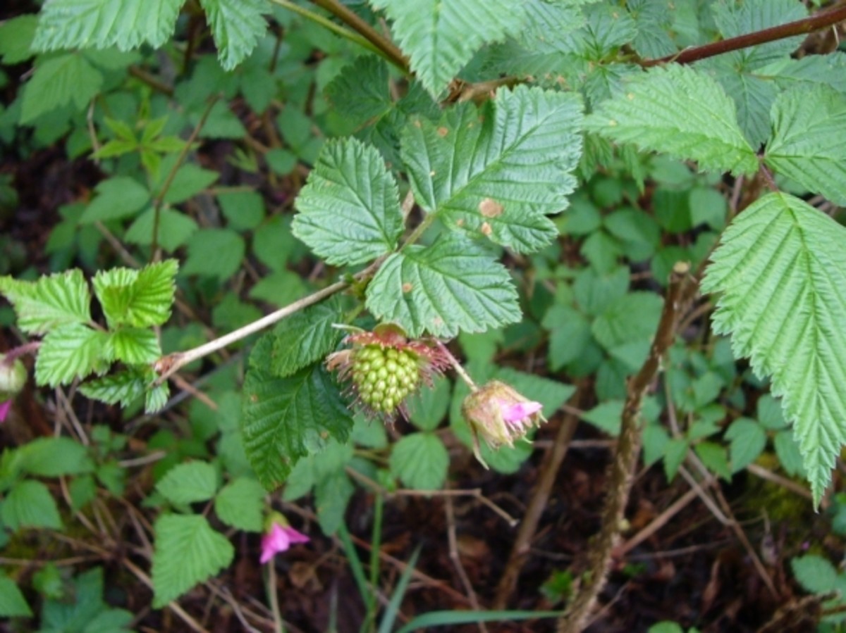 The Joys of the Salmonberry A Pacific Northwest Native Shrub HubPages