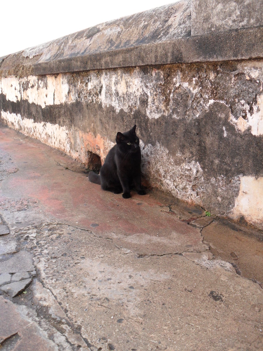 10 Reasons to Have an IndoorOnly Cat PetHelpful