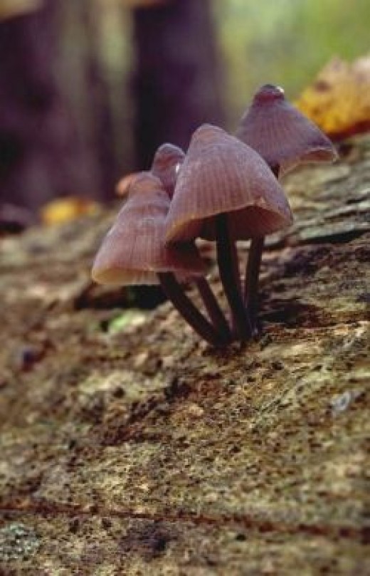 How to Attract Fairies to your Garden Bring Fairies into your