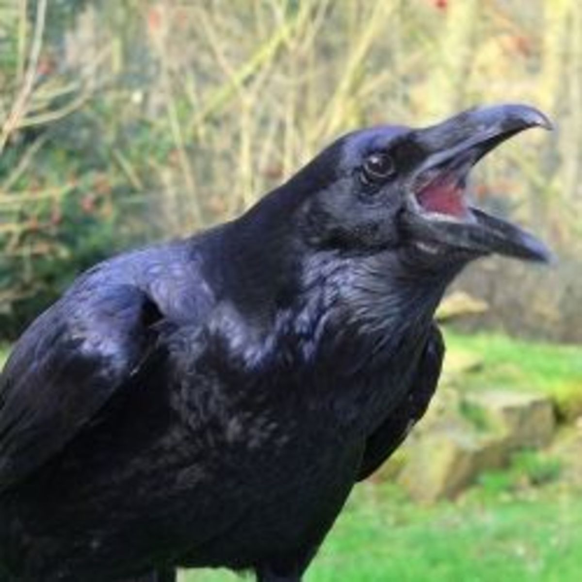 Raven Symbolism, Lore & Mythology HubPages