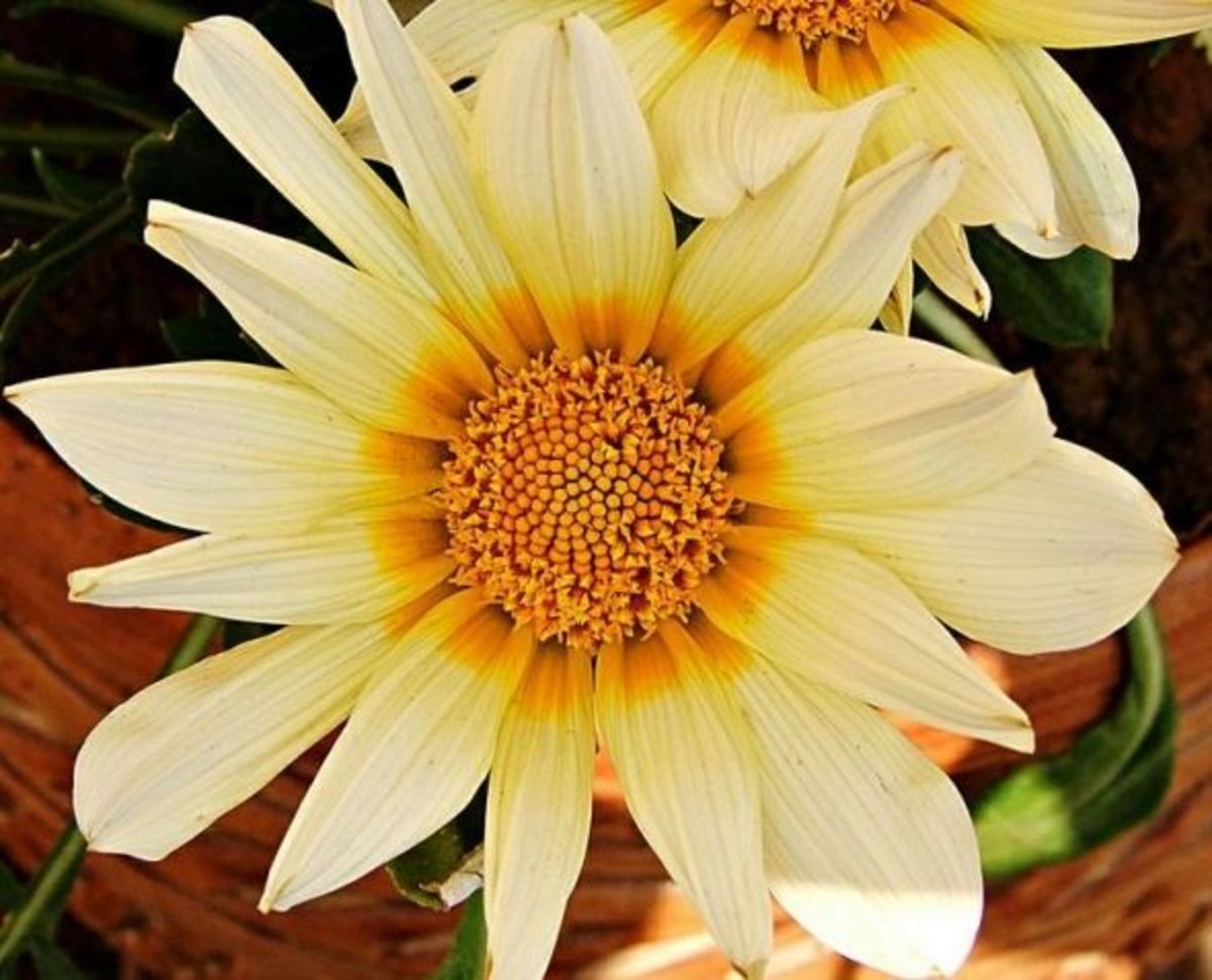 Top 10 Most Beautiful Flowers that Grow Well in Poor Soil