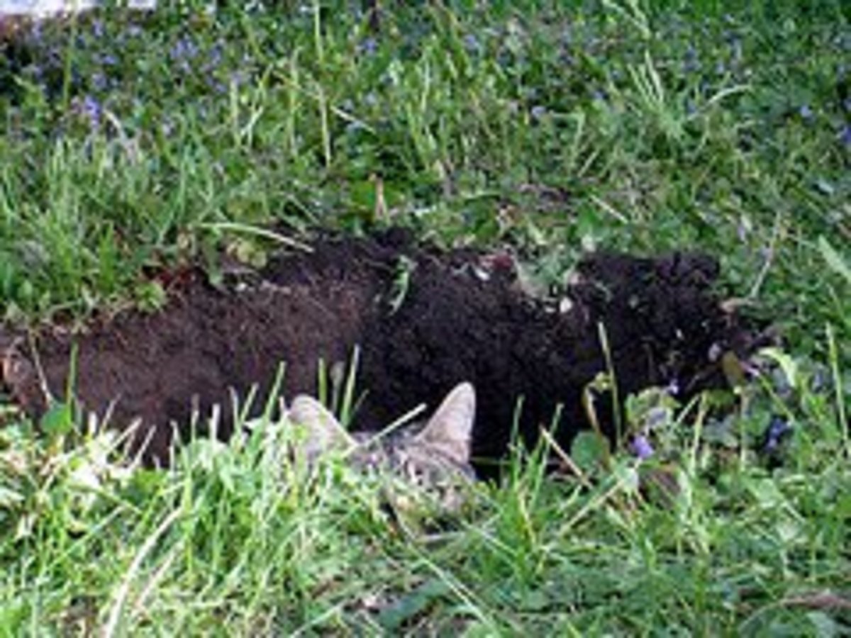Hiking the Appalachian Trail What You Really Need to Know WanderWisdom