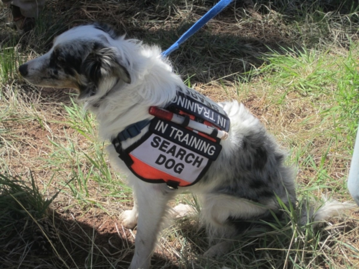 The Annual Arizona K9 Search and Rescue Conference HubPages
