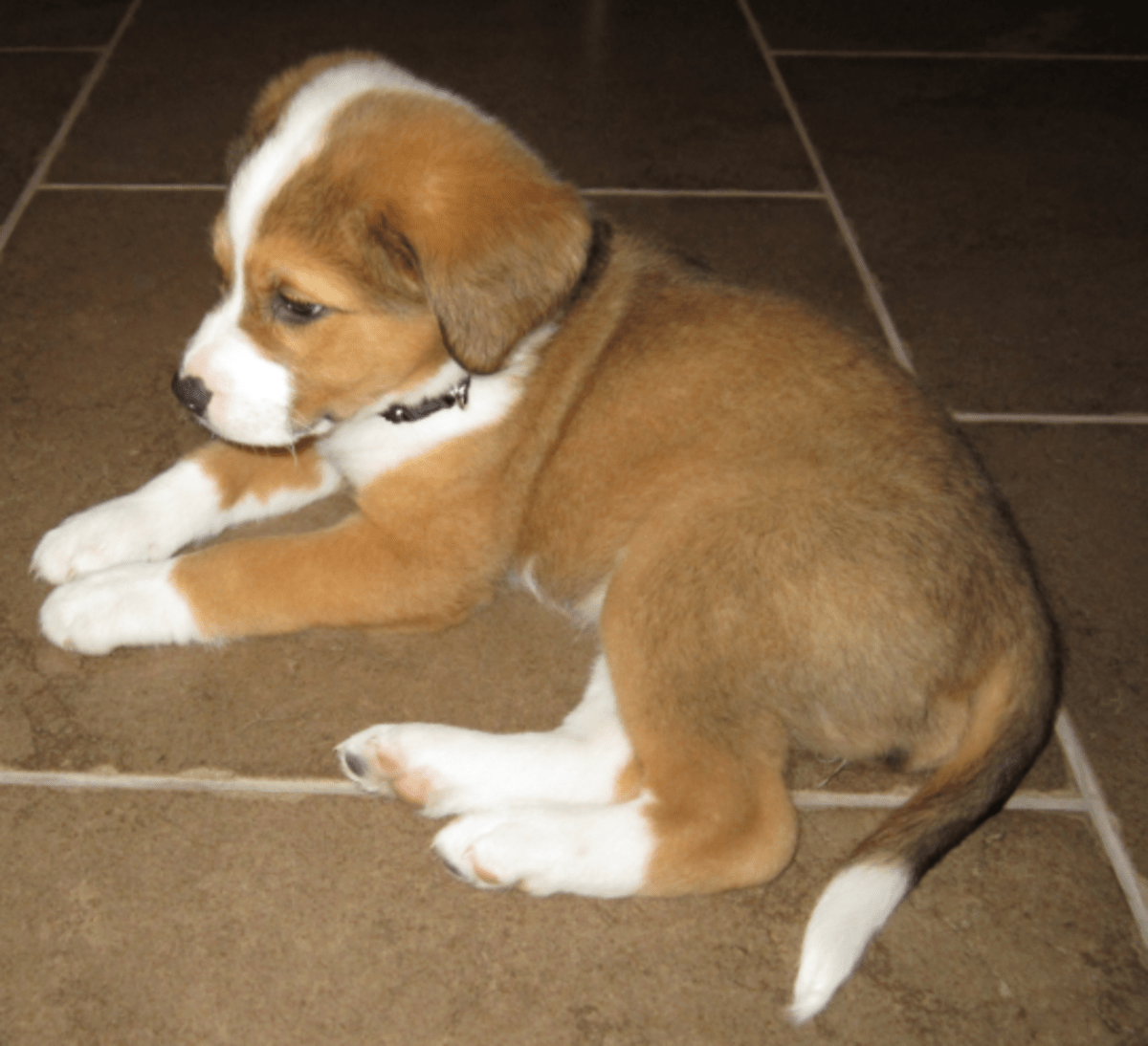 Australian Shepherd Terrier Mix hubpages