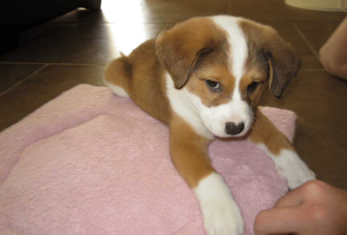 Australian Shepherd Terrier Mix hubpages