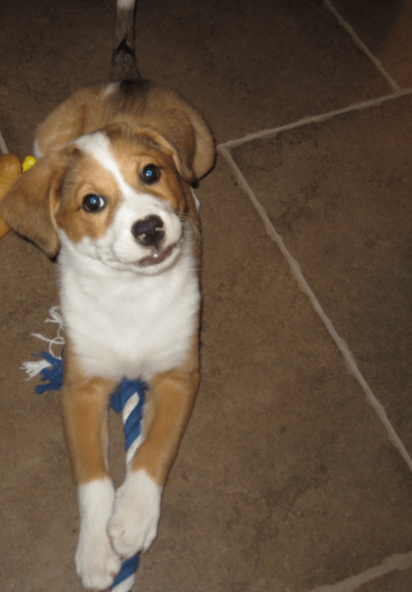 Australian Shepherd Terrier Mix hubpages