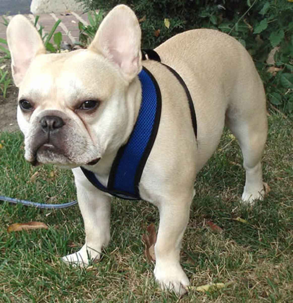 Dog Harnesses makes and models explained HubPages