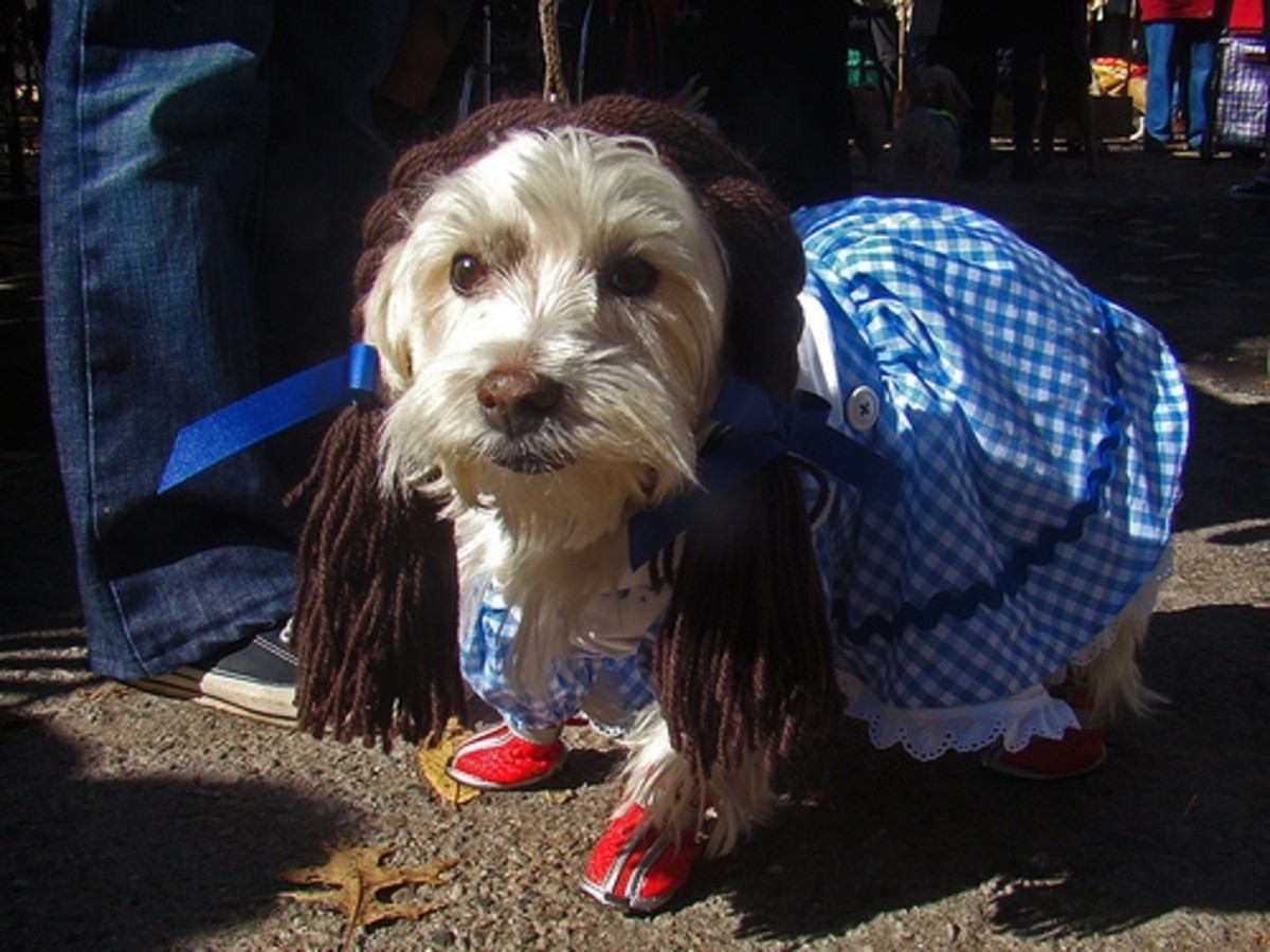 Funny Pictures of Dogs in Costumes HubPages