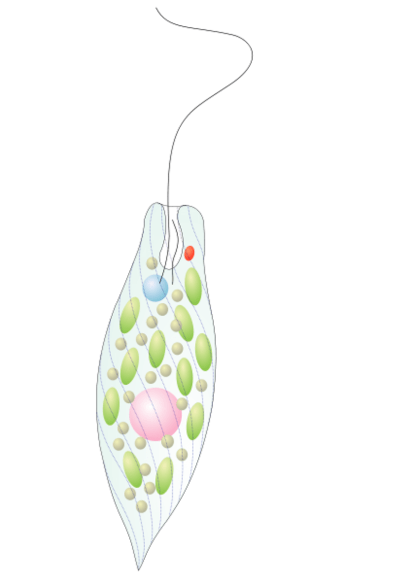 Protists Paramecium, Amoebas, Algae, Diatoms, Euglena, and Others