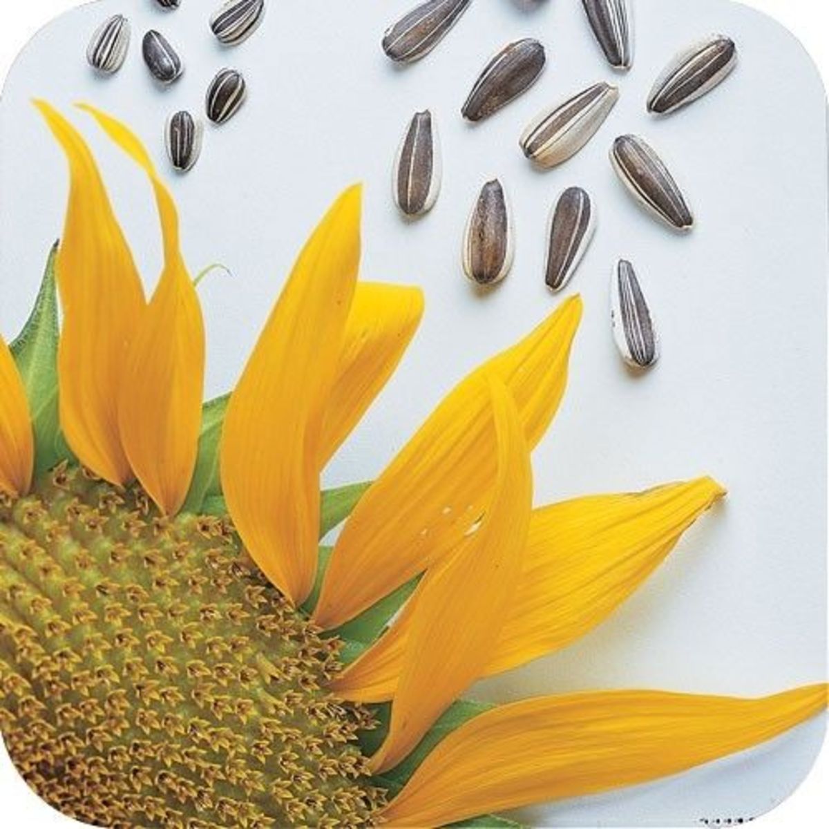 How to Grow Sunflowers HubPages