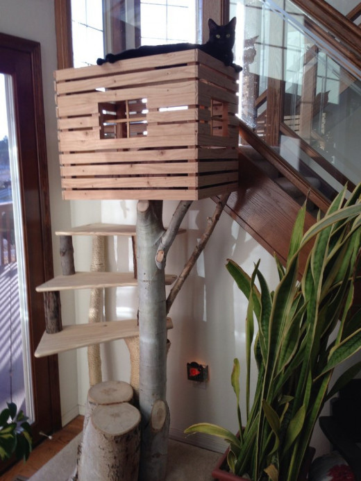 Ultimate Cat Condo