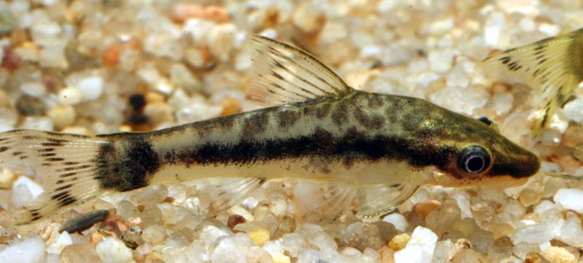 What You Need to Know About Keeping Otocinclus Catfish PetHelpful