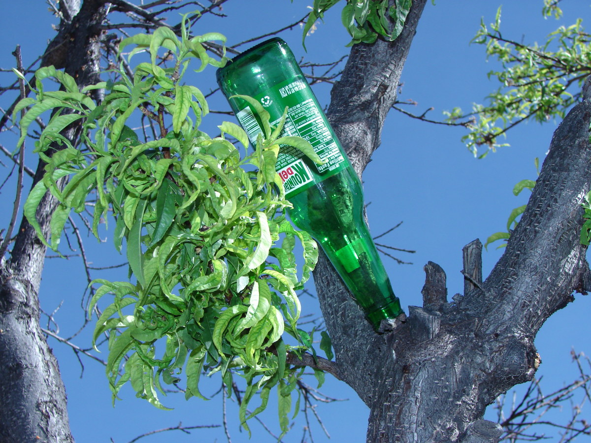 Bottle Trees Southern Spirit Catchers with African Roots HubPages
