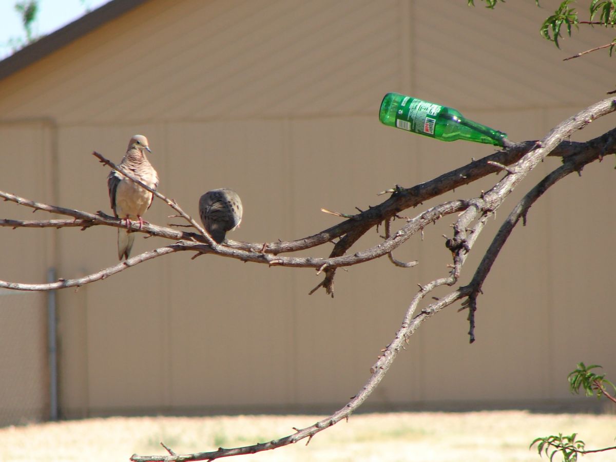 Bottle Trees Southern Spirit Catchers with African Roots HubPages