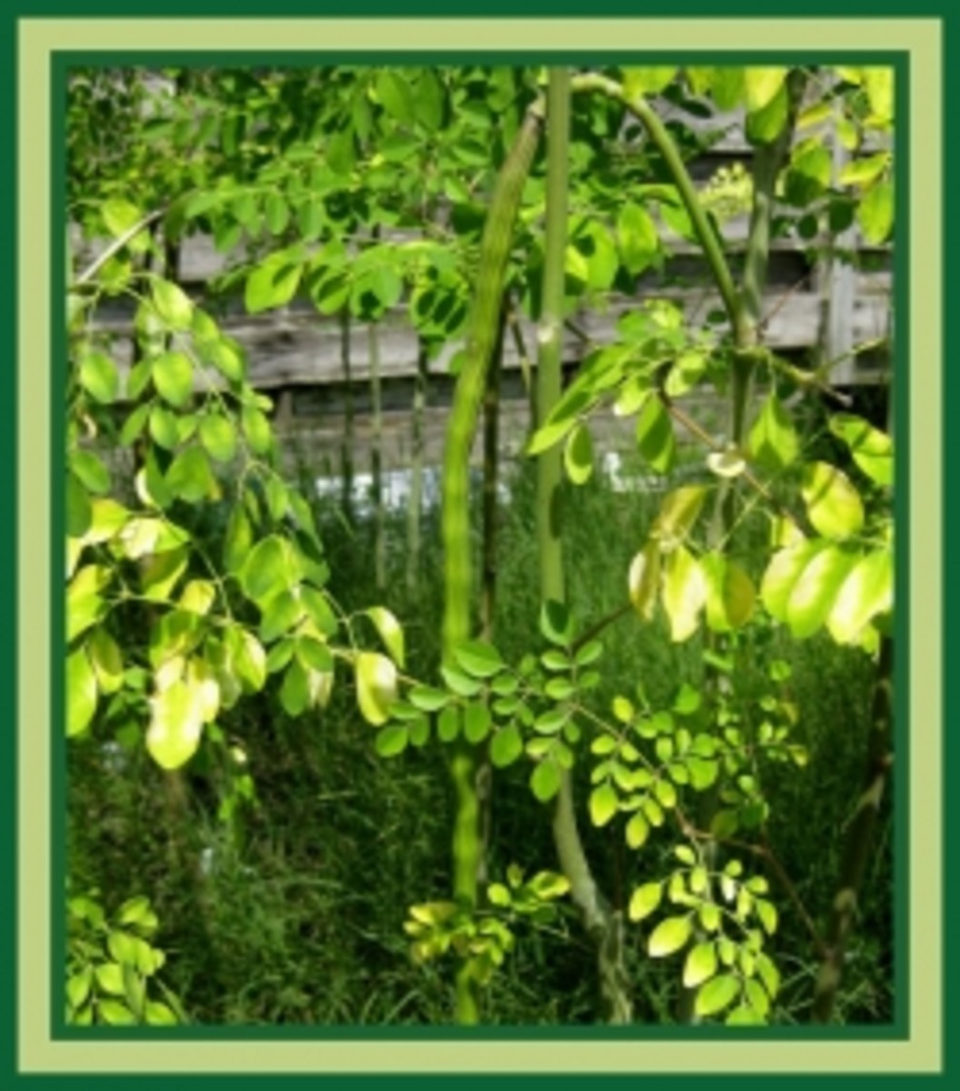 Drumstick Vegetable HubPages