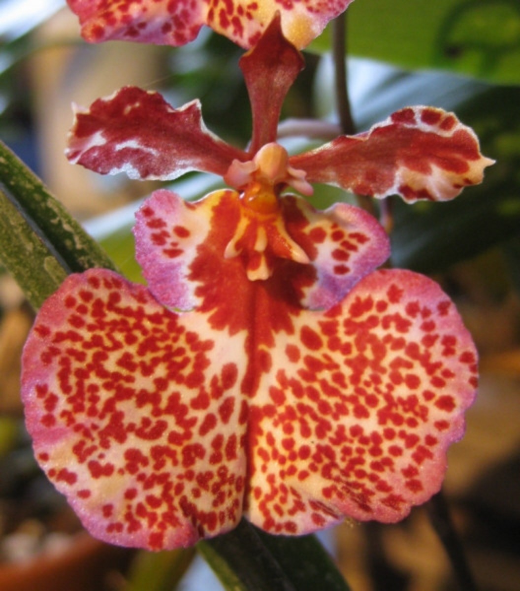 The Angel Orchids HubPages